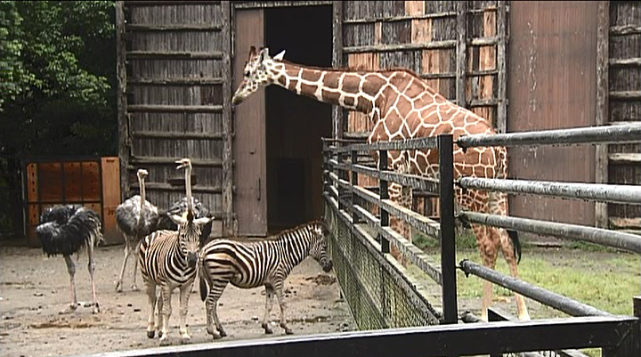 次回放送予告の画像