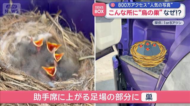 こんな所に“鳥の巣”なぜ！？800万アクセス“人気の写真”