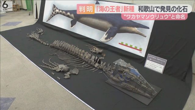 恐竜時代の海の王者「モササウルス」に新種 通称は和歌山滄竜（ワカヤマソウリュウ） 有田川町でほぼ全身の骨の化石みつかる