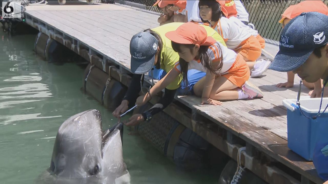 和歌山・太地町でクジラの歯磨き、地元の園児ら招待 6月4日から「歯
