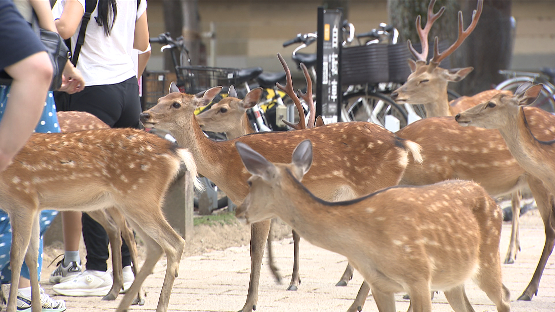 奈良 公園 鹿 数